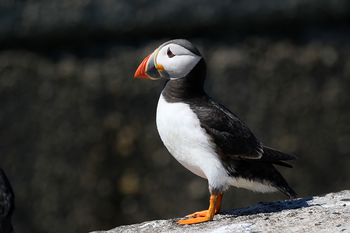 Papegaaiduiker Farne Islands